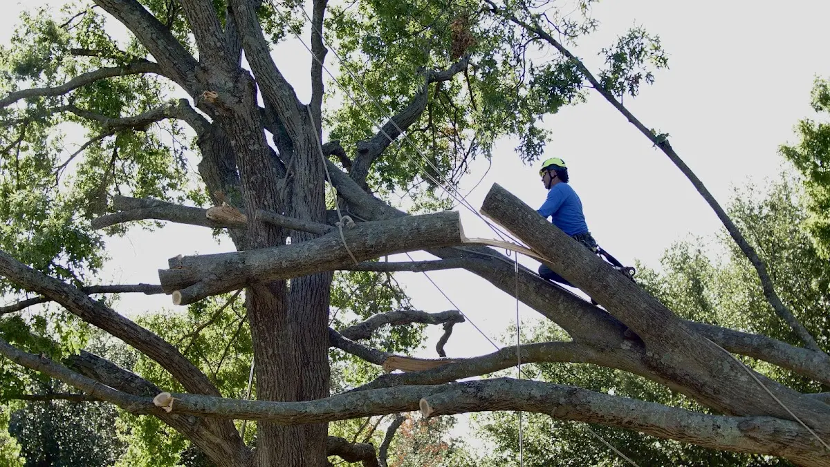 Professional Crown Thinning performed by certified arborists in Paxico