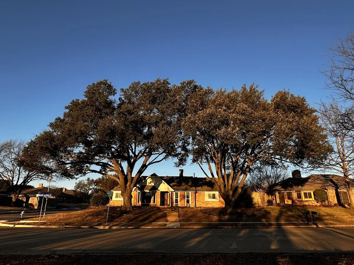 Established residential canopy tree shading a home in Paxico